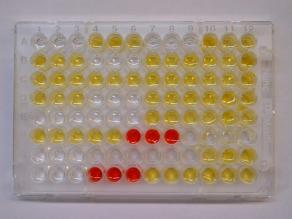 Mikrotiterplatte für den Nachweis von Vitellogenin. Einzelne Proben zeigen eine rote Farbreaktion und weisen somit auf die Anwesenheit von Vitellogenin hin