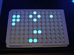 Nachweis von Fäkalcoliformen Bakterien mit der Fluoreszenzmethode in Mikrotiterplatten