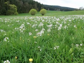 Mähwiese mit weiß blühendem Wiesenschaumkraut im Frühling bei Witzmannsberg.