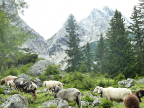Schafe auf der Weide im Wettersteingebirge