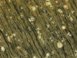 Detailaufnahme eines Mylonits mit feinkörniger Grundmasse, parallel eingeregelten, dünnen, dunklen Lagen und einzelnen größeren Kristallen.
