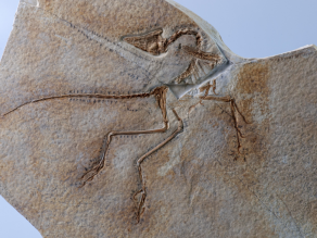 Auf einer weiß-roten gefleckten Gesteinsplatte ist das Skelett des Urvogels in brauner Farbe erkennbar.