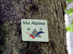 Hinweisschild auf die Via Alpina an einem Baum