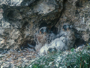 Junge Wanderfalken im Nest