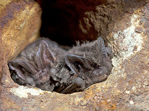 Köpfe zweier Fledermäuse schauen aus einer Felshöhle heraus