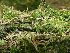 Auf einem liegenden, mit Moos bedecktem Baumstamm wachsen grüne kapselförmige Stiele.