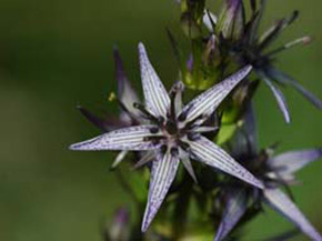 Swertia perennis, Blauer Sumpfstern; Foto: Dr. Andreas Zehm