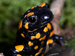 schwarzes Reptil mit gelb-orangen Flecken steht auf felsigem Untergrund 