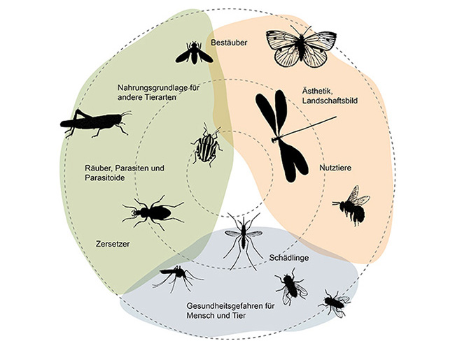 Funktionen der Insekten sind in einem Kreis skizziert: Bestäuber, Zersetzer, Nahrungsgrundlage für andere Tierarten, Nutztiere, Schädlinge, Gesundheitsgefahren für Mensch und Tier, Räuber, Parasiten und Parasitoide, Ästhetik und Landschaftsbild.