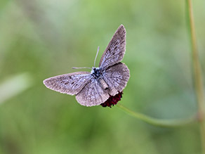 Ein Schmetterling mit blauen Flügeloberseiten sitzt auf einer Pflanze.