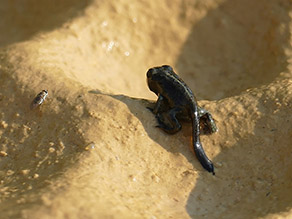 Ein Kreuzkrötenhüpferling sitzt auf einer Wabenstruktur des Laichgewässers. 