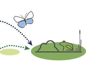 Grafische Darstellung des Biotopverbunds. Zu sehen sind Kerngebiete dargestellt als größere dunkelgrüne Flächen mit grafisch skizzierten Fröschen und Schmetterlingen. Dazwischen liegen Verbindungselemente dargestellt als kleinere hellgrüne Flächen