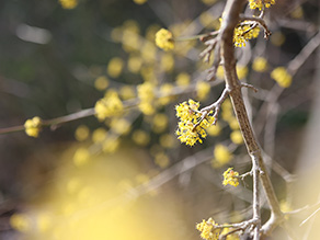 Viele kleine gelbe Blüten an einem kahlen, braunen Zweig