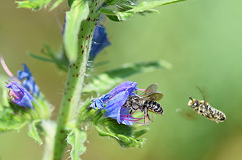 Wildbienen fliegen eine Blaue Blüte an.
