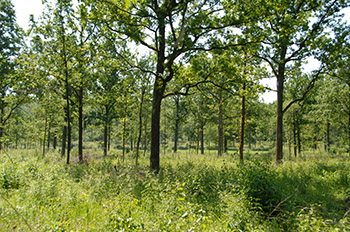 Laubwald mit Grünpflanzen im Bodenbereich.