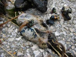 Tote Aaskäfer und blau schillernde Körner neben einem toten Vogel