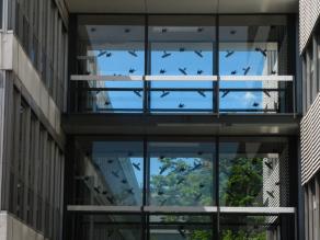 Zahlreiche Aufkleber in Greifvogelform auf den Scheiben einer Glasbrücke zwischen Gebäuden.