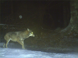 Aufnahme eines Wolfs im Nationalpark Bayerischer Wald (Januar 2016)