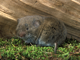 Die Kurzohrmaus (Microtus subterraneus) sieht der Bayerischen Kurzohrmaus sehr ähnlich.