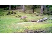 Standbild einer Videoaufnahme von vier Jungwölfen im Veldensteiner Forst