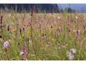 PM 09/2021:  Beim Spaziergang um die Osterseen bieten Pfeifengras-Wiesen durch ihren Blüten- und Insektenreichtum ein besonderes Naturerlebnis. 
