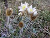 PM 12/2021:  Die Frühlings-Küchenschelle läutet mit ihrer Blüte auf der Köferinger Heide den Frühling ein. 