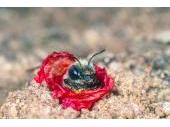 Die in Bayern stark gefährdete Mohnbiene beißt kleine Stücke von den Blütenblättern des Klatsch-Mohns ab und kleidet damit ihr Nest aus.