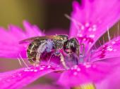 PM 24/2023:  Die Dunkelgrüne Schmalbiene gehört mit nur sechs Millimetern Körpergröße zu den kleinsten Wildbienenarten Deutschlands. Als Kulturfolger kommt sie auch in unseren Gärten vor. 