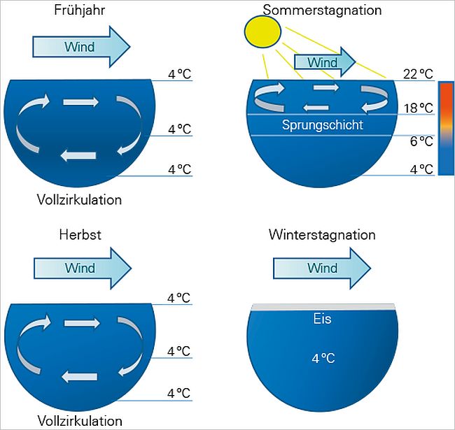 Schema eines Sees über die vier Jahreszeiten. Im Frühjahr und Herbst wird der gesamte Wasserkörper durch Windeinfluß umgewälzt. Im Winter gibt es keine Umwälzung. Im Sommer wird durch Temperatur- und Dichteunterschiede des Wasser nicht der gesamte Seewasserkörper umgewälzt. Letzteres soll erforscht werden.