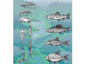 Grafik: Abfolge von Tierarten im Längsverlauf eines Fließgewässers.