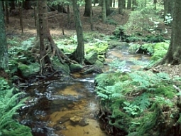 Bild von einem Bach, der durch einen Wald verläuft.