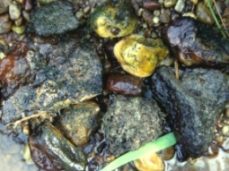 Bild von Steinen im Wasser, die von Algen bewachsen sind.