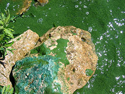 Stein am Wasser mit Massenentwicklung von Cyanobakterien