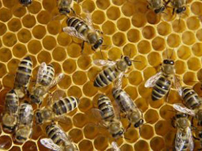 Honigbienen befüllen ihre Waben