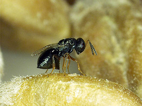 schwarzes Weibchen der Wespenart Lariophagus distinguendus sitzt auf einer Korkkäferlarve und legt ihre Eier ab