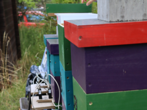 Vier mehrfarbig gestrichene Bienenstöcke für die Versuchsvölker. Vor jedem Stockeingang sind in einer Halterung zwei RFID-Scanner eingesteckt, die mit Kabeln verbunden sind.