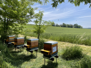 Am Feldrand neben Büschen und Bäumen sind vier Bienenstöcke auf Stockwaagen aufgestellt.