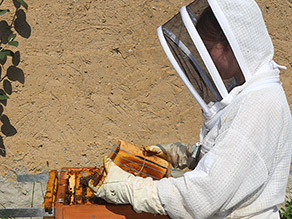 Eine Frau im Imkerschutzanzug mit Haube steht rechts von einem geöffneten Bienenstock und hält einen Block mit Bienenwaben. Am Bienenstock befinden sich viele Bienen.