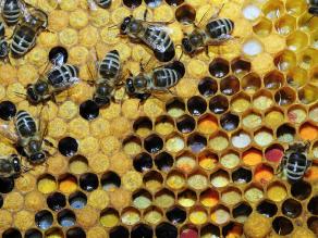 Auf einer zum Teil verdeckelten Bienenwabe sitzen Bienen. Einige Zellen sind unterschiedlich farbig gefüllt.