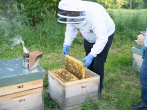 Mann mit Imkerhaube entnimmt eine Wabe, auf der sich viele Bienen befinden, aus einer Beute. Daneben steht auf einem weiteren Bienenstock ein Smoker aus dem Rauch aufsteigt. Mann mit Imkerhaube entnimmt eine Wabe, auf der sich viele Bienen befinden, aus einer Beute. Daneben steht auf einem weiteren Bienenstock ein Smoker aus dem Rauch aufsteigt.