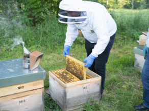 Mann mit Imkerhaube entnimmt eine Wabe, auf der sich viele Bienen befinden, aus einer Beute. Daneben steht auf einem weiteren Bienenstock ein Smoker aus dem Rauch aufsteigt.