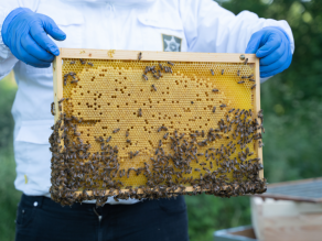 Eine Bienenwabe wird von zwei Händen gehalten. Ein Teil der Wabe ist schon verdeckelt, zum Teil sieht man gefüllte Zellen. Am Rahmen und auf der Wabe sitzen viele Bienen.