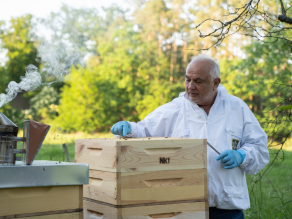 Ein Mann in weißem Hemd steht neben einem geöffneten Bienenstock und zeigt mit dem Finger auf die Beute. Links im Bild: ein rauchender Smoker. Ein Mann in weißem Hemd steht neben einem geöffneten Bienenstock und zeigt mit dem Finger auf die Beute. Links im Bild: ein rauchender Smoker.