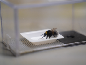 In einem durchsichtigen Gefäß sitzt eine Hummel auf einem weißen Schälchen und saugt an einem Tropfen Zuckerwasser