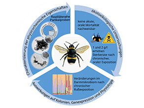 Kreisförmige Grafik mit Bild einer Erdhummel in der Mitte. Drei Projektinhalte (Charakterisierung der physikochemischen Eigenschaften, ökotoxikologische Untersuchungen, Auswirkungen auf Kolonien, Genexpression und Physiologie) sind in drei Teilkreisen außen angeordnet und mit bildlichen Darstellungen von Rußpartikeln, einer toten Hummel und dem unterschiedlichen Mikrobiom von Hummeln