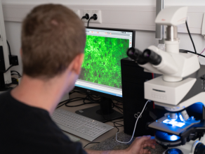 Mann von hinten sitzt vor einem Mikroskop, daneben ein Bildschirm, auf dem eine stark vergrößerte grüne Kräuselstruktur zu sehen ist.