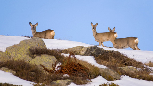 Drei Rehe stehen auf einem felsigen schneebedeckten Hügel.