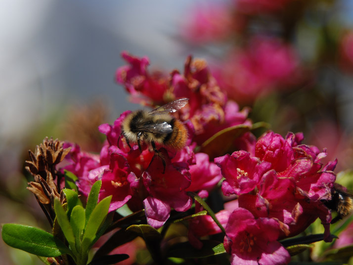 Eine Hummel, die in einer Blüte Nektar sammelt
