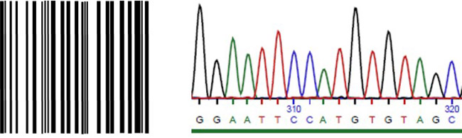 Barcode, wie man ihn von Verpackungen kennt, und ein DNA-Barcode, der die DNA-Sequenz eines spezifischen Gens wiedergibt