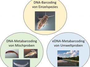 Drei Einsatzgebiete des DNA-Barcoding, nämlich das DNA-Barcoding von Einzelspezies, das DNA-Metabarcoding von Mischproben und das DNA-Metabarcoding von Umwelt-DNA